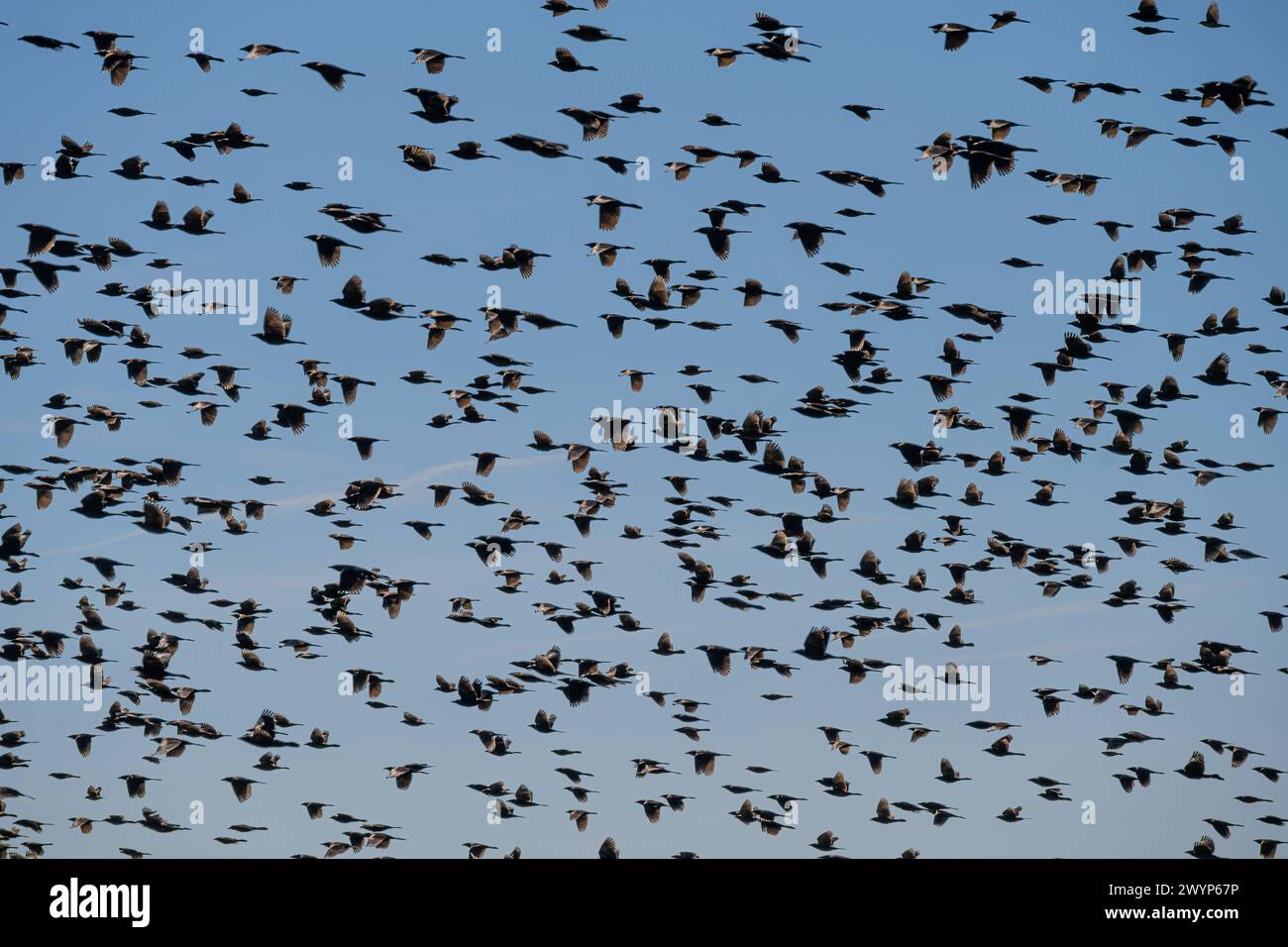 Spring bird migration in Sallisaw, Oklahoma. (USA) Stock Photo