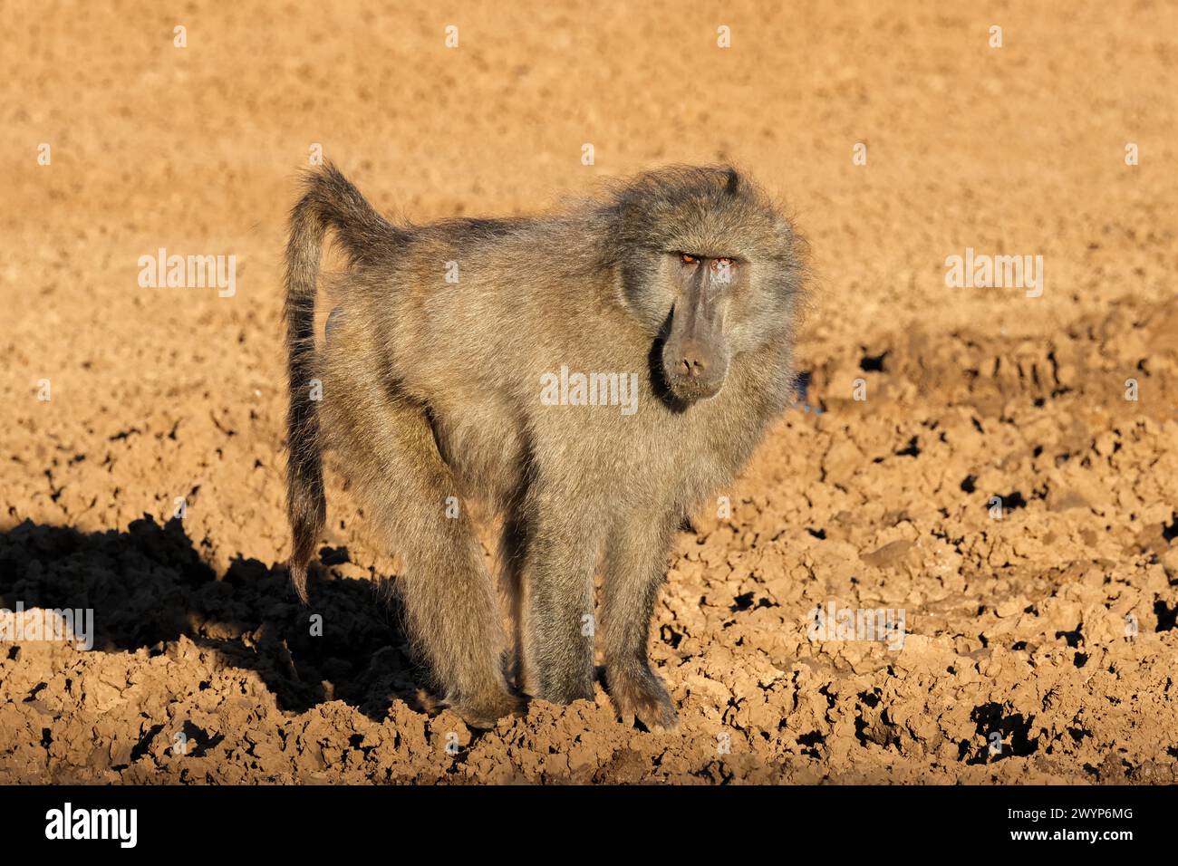 a-male-chacma-baboon-papio-ursinus-in-natural-habitat-mokala