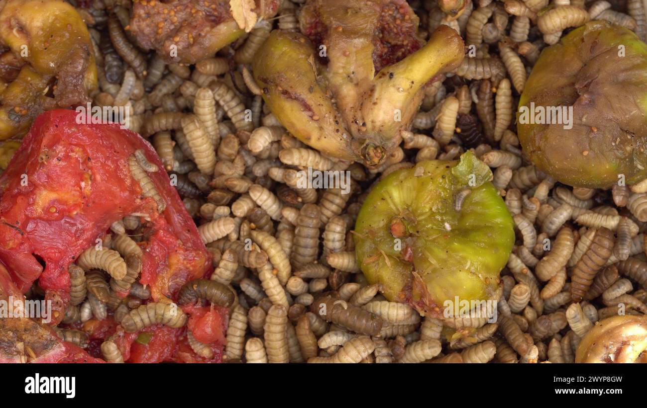 Black soldier fly larvae on food waste. Black soldier fly larvae used for composting household food scraps and agricultural waste products Stock Photo