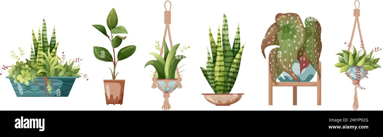 Houseplant and macrame plant growing in pots. Set of handmade home ...