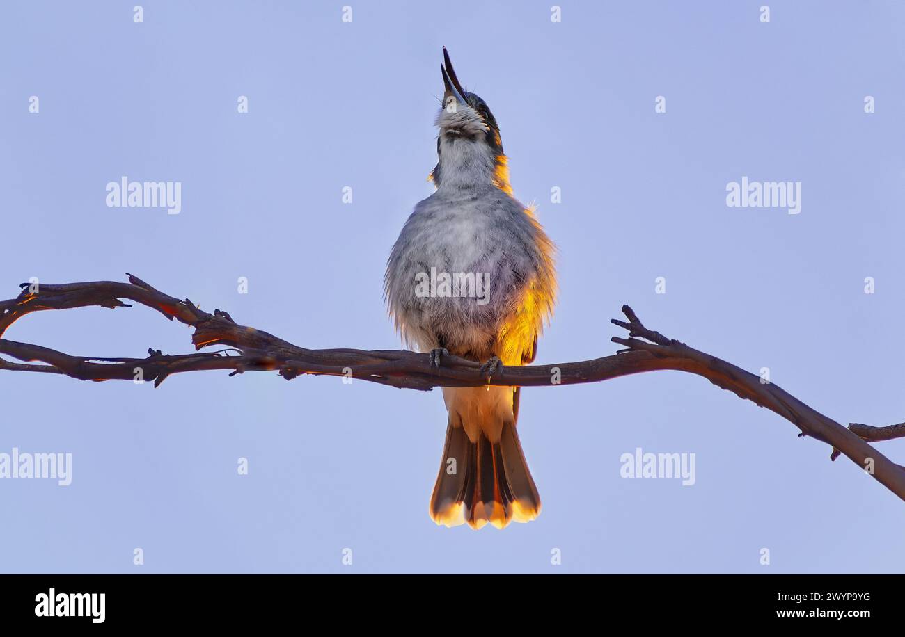 A Grey Butcherbird (Cracticus torquatus ssp. cinereus) perched on a branch with blue sky and early morning orange light glow in Hobart, Tasmania Stock Photo