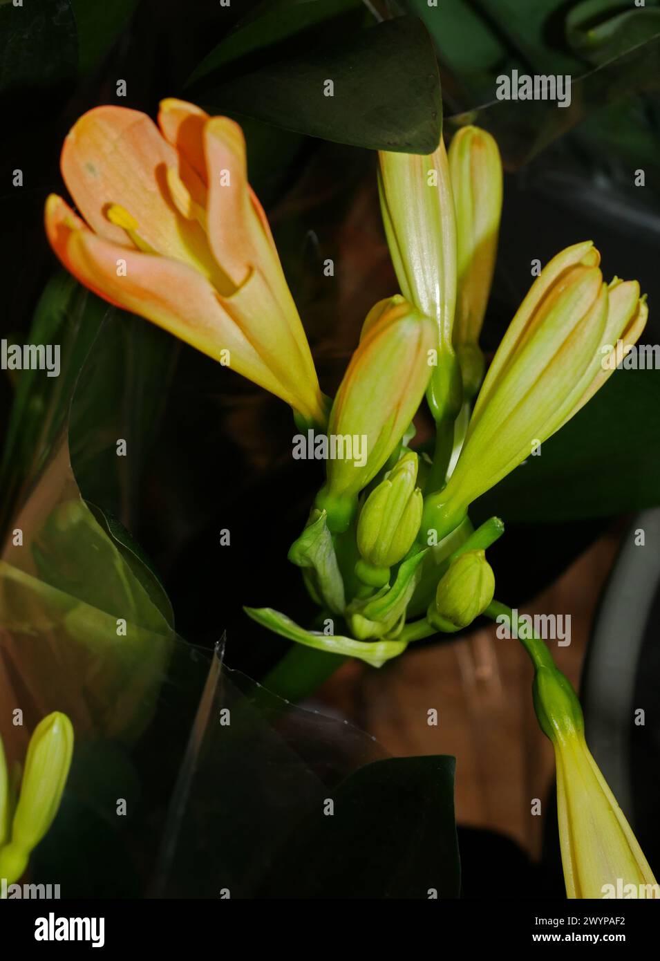 Clivia miniata close-up Stock Photo