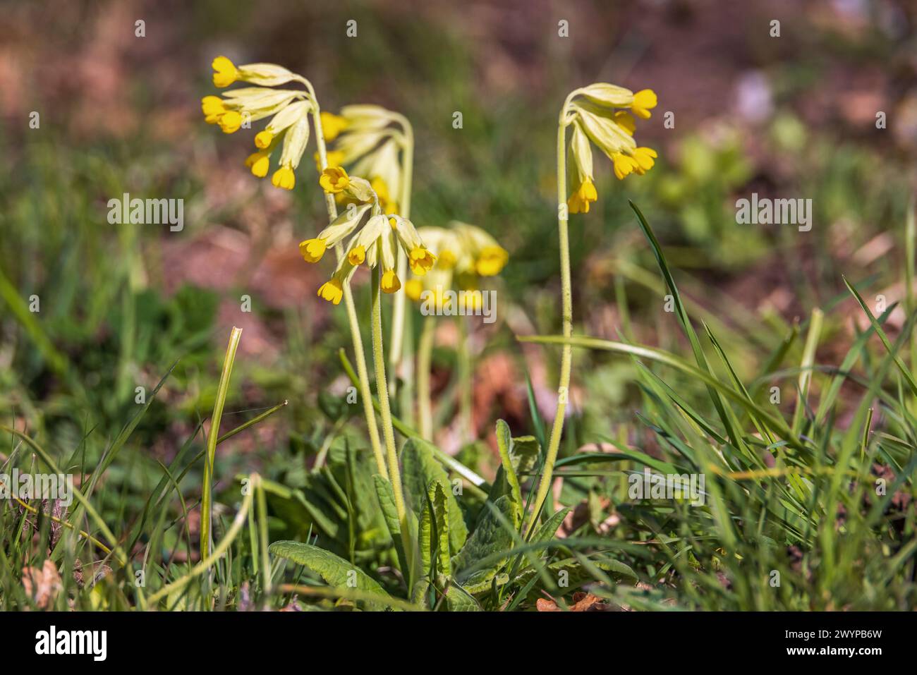 Cowslip flowers a sunny spring day Stock Photo