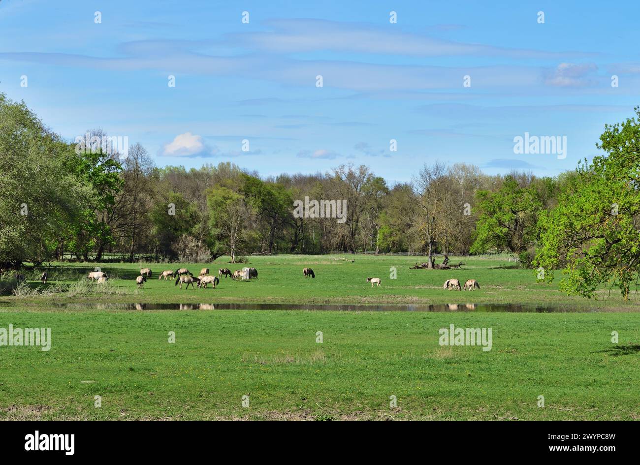 Konik wild horses in WWF natural reserve, Marchegg, Austria Stock Photo