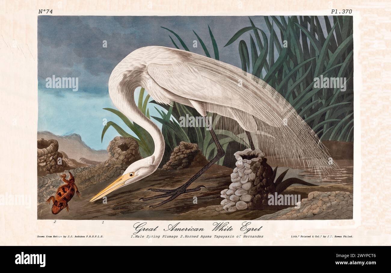 Great American White Egret, adult male in spring plumage, illustrated by J.J. Audubon from Birds of America, Philadelphia, 1840. Wetland habitat scene Stock Photo