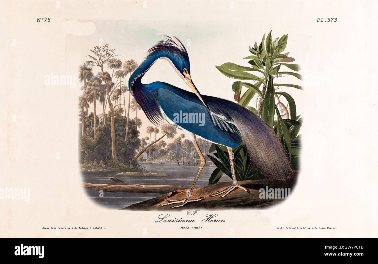 louisiana-heron-preening-in-tropical-wetland-elegant-with-vivid