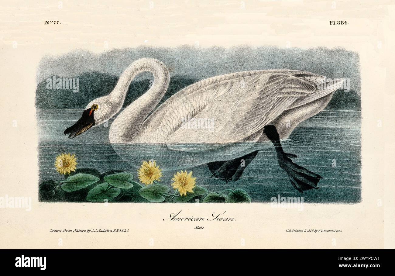 Old engraved illustration of American swan (Cygnus colombianus). By J.J. Audubon: Birds of America, Philadelphia, 1840 Stock Photo