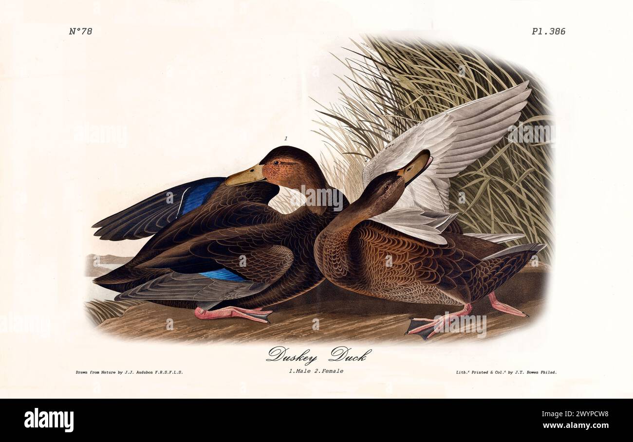 Old engraved illustration of Duskey duck (Anas rubripes). By J.J. Audubon: Birds of America, Philadelphia, 1840 Stock Photo