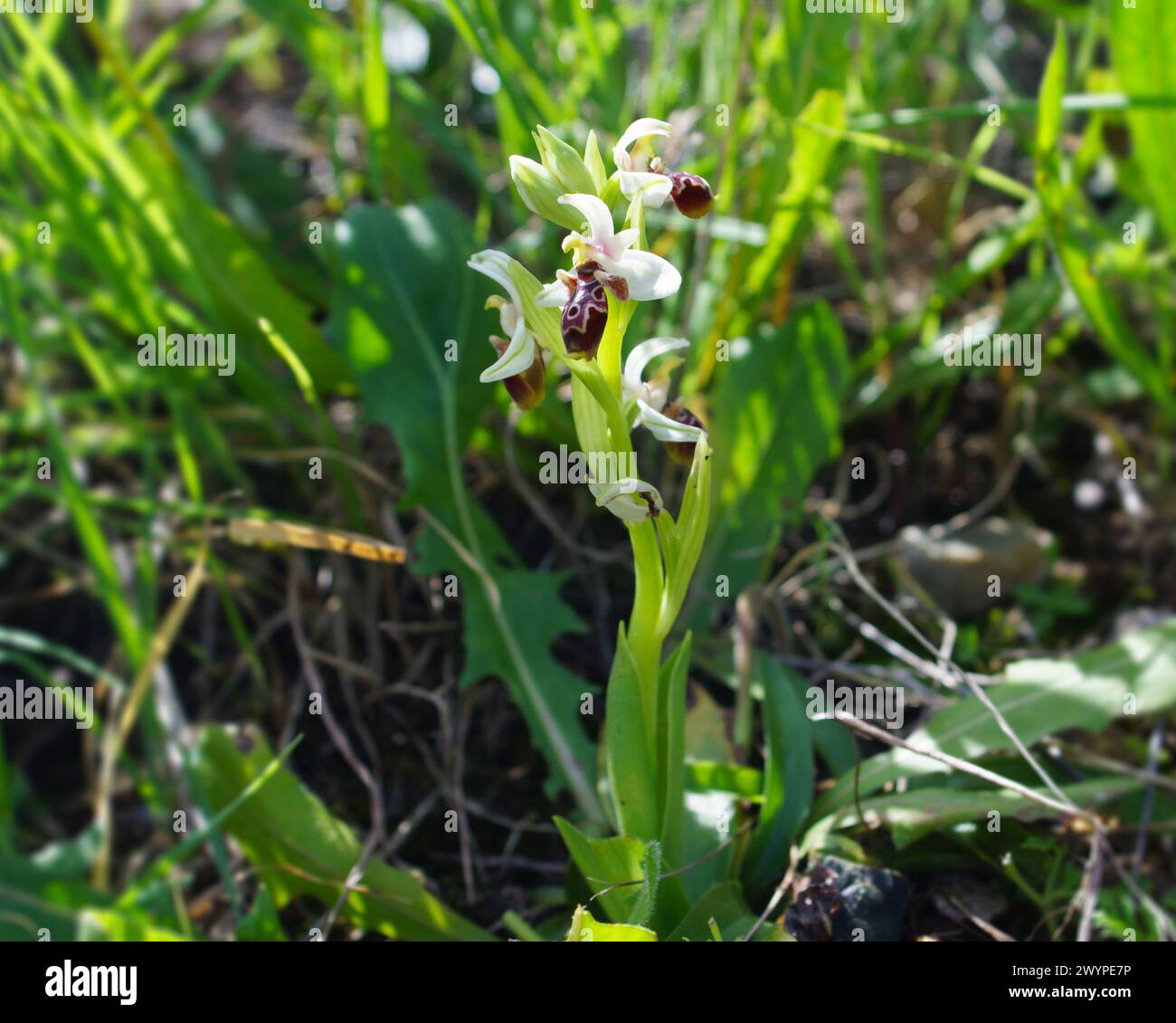 Flowering carmel bee-orchid (Ophrys umbilicata), in natural habitat, Cyprus Stock Photo