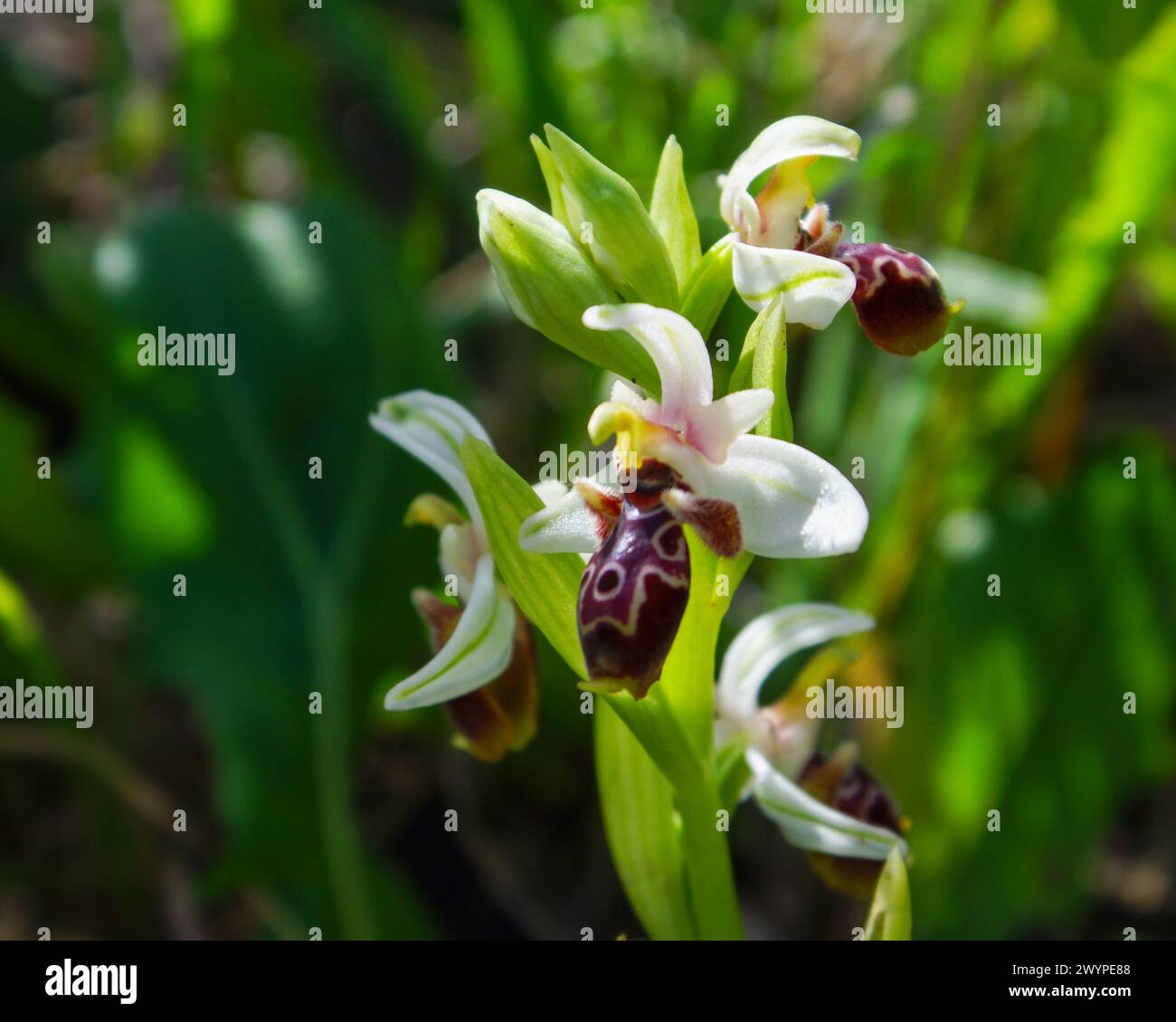 Flowers of the carmel bee-orchid (Ophrys umbilicata), in natural habitat, Cyprus Stock Photo