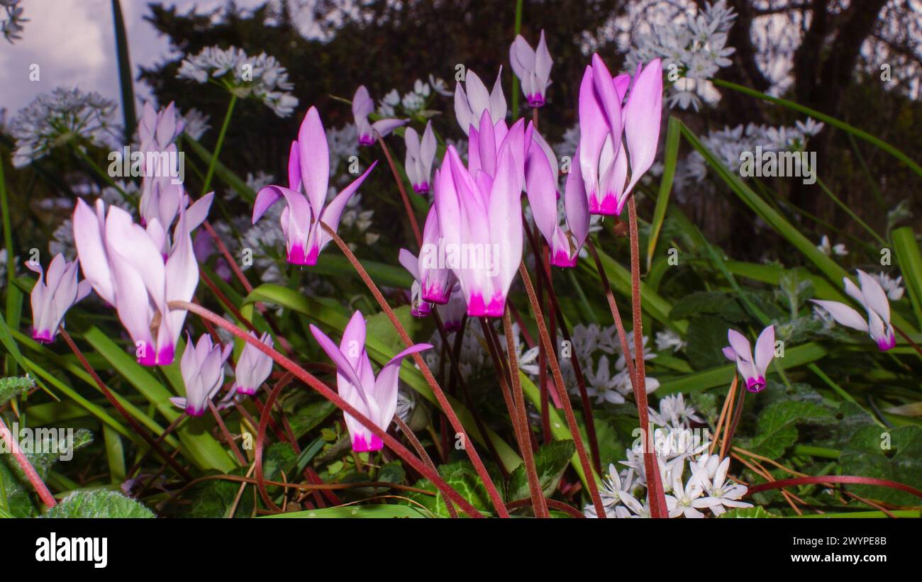 Flowers of the Persian cyclamen (Cyclamen persicum), in natural habitat on Cyprus Stock Photo
