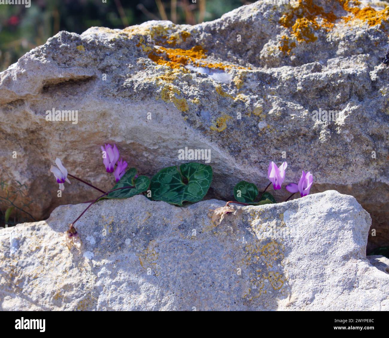 Flowers of the Persian cyclamen (Cyclamen persicum) in a rock crevice, natural habitat on Cyprus Stock Photo