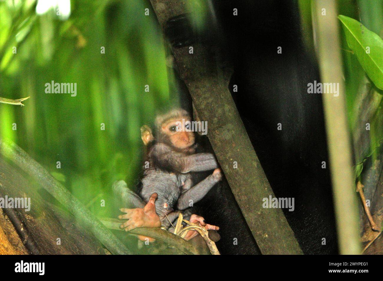 An infant of crested macaque (Macaca nigra) is photographed as it is