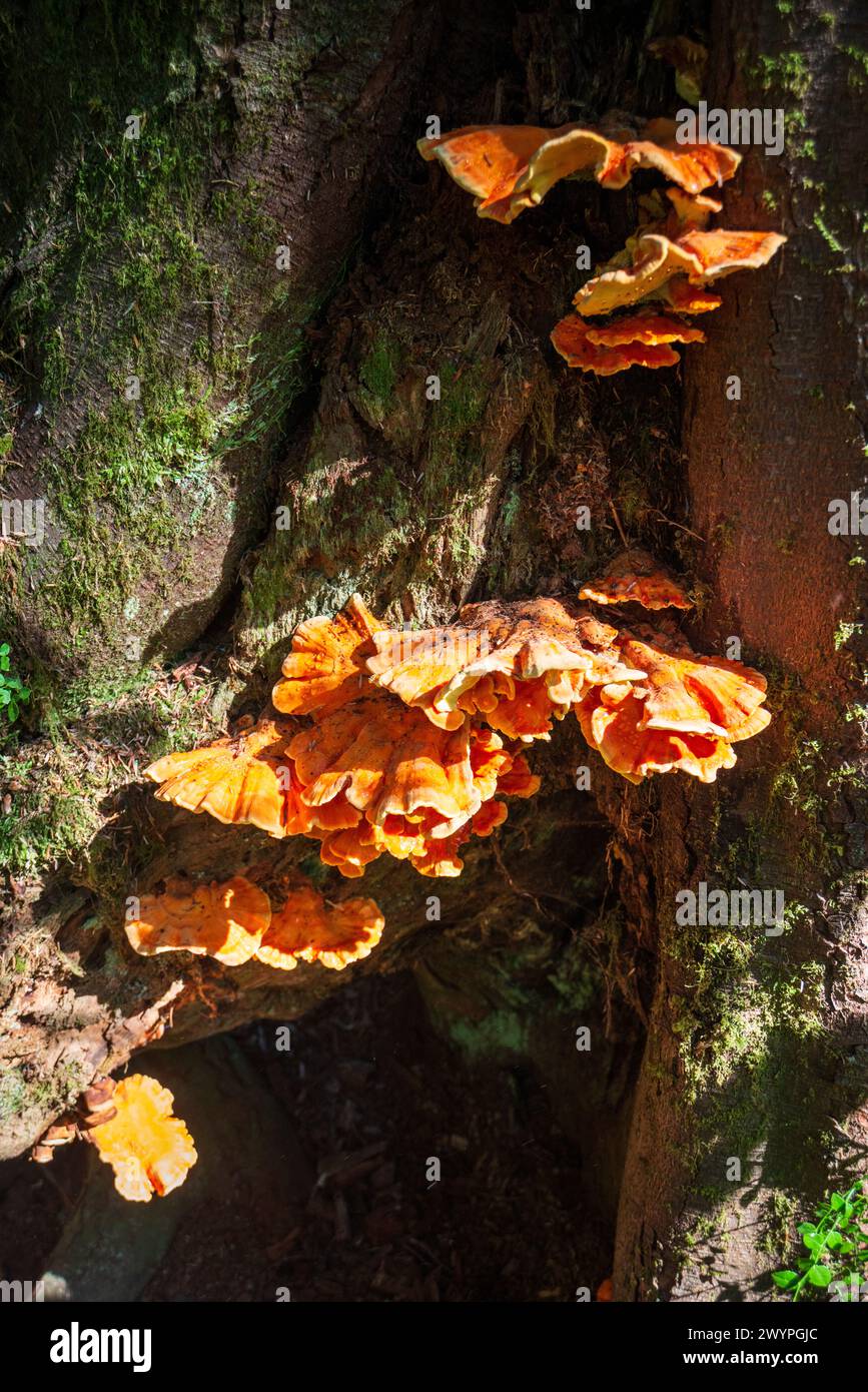 Western Sulphur Shelf  Fungus at Hoh Rainforest in Olympic National Park, USA Stock Photo