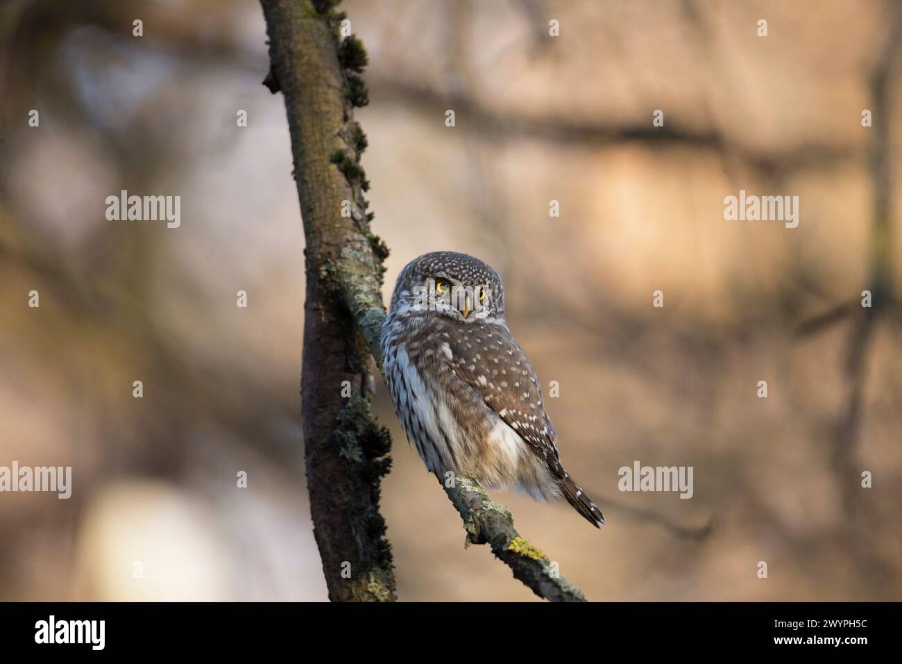 Eurasian pygmy owl sitting on a tree branch in winter day close up Stock Photo