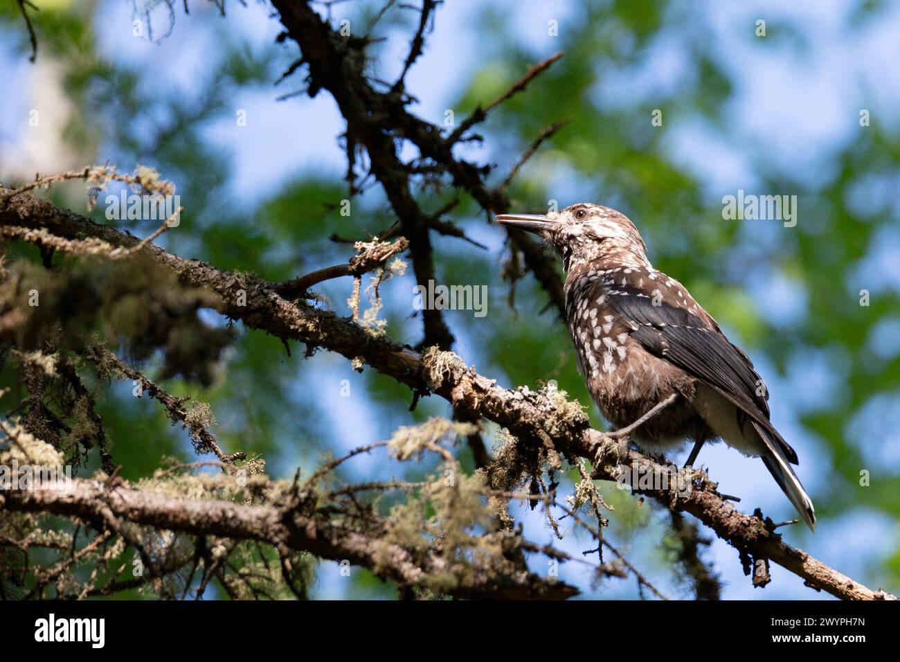Spotted nutcracker sitting on a tree branch Stock Photo