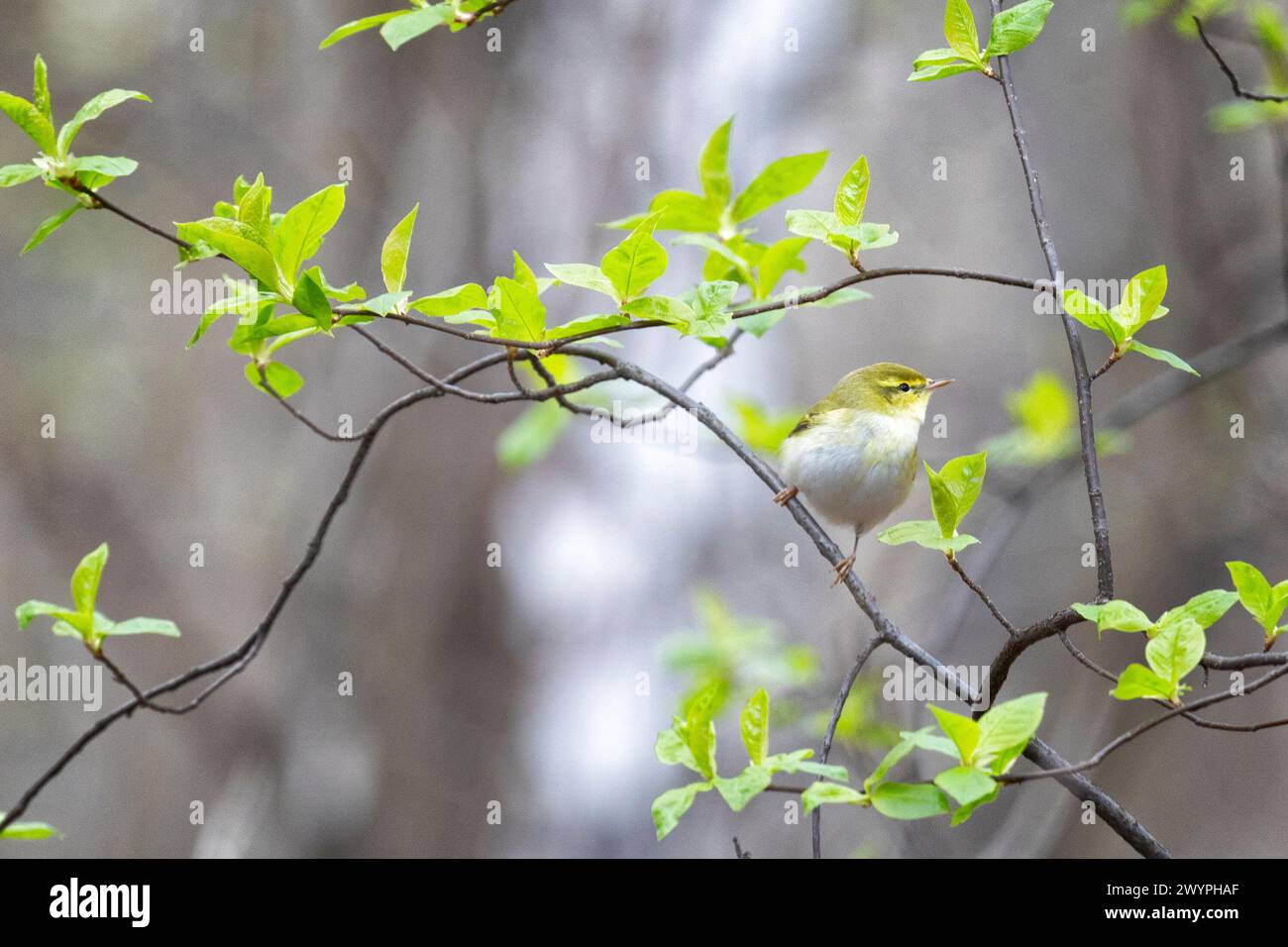 Willow warbler sitting on a tree branch Stock Photo - Alamy