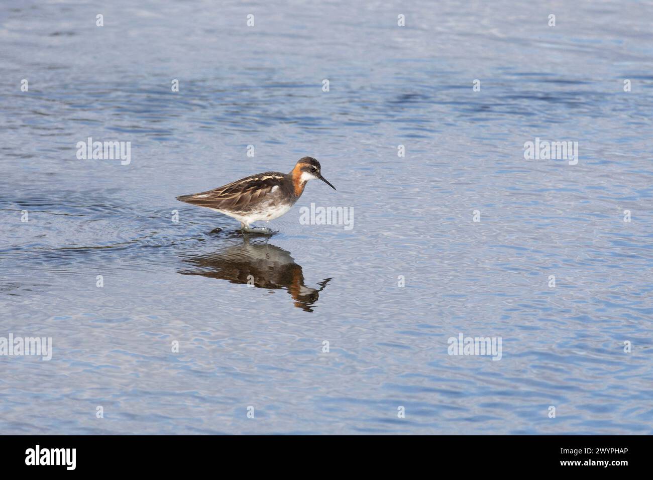 Red-necked phalarope stands in the water Stock Photo