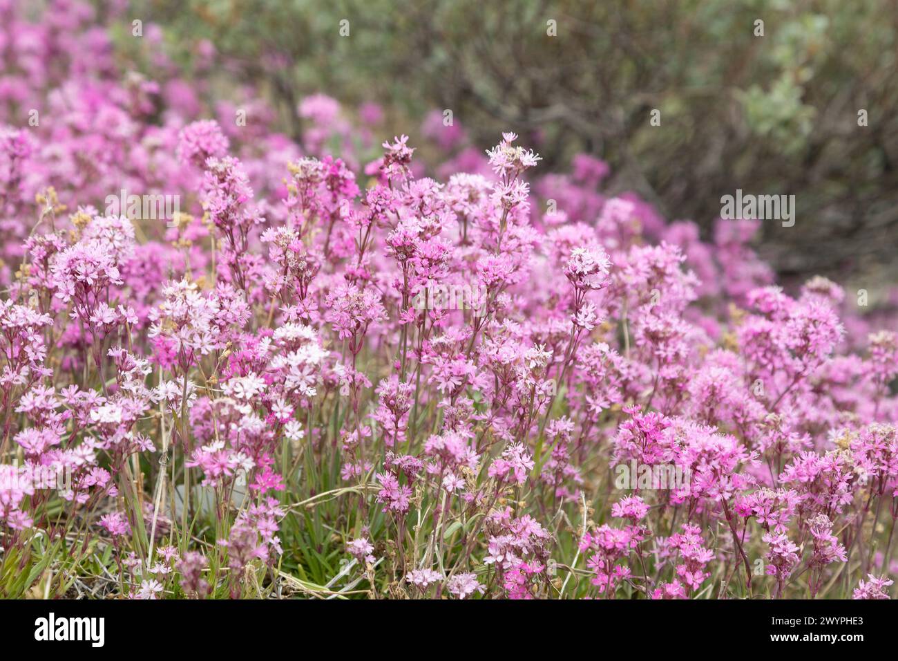 Blooming sticky catchfly or Viscaria vulgaris as background for design Stock Photo