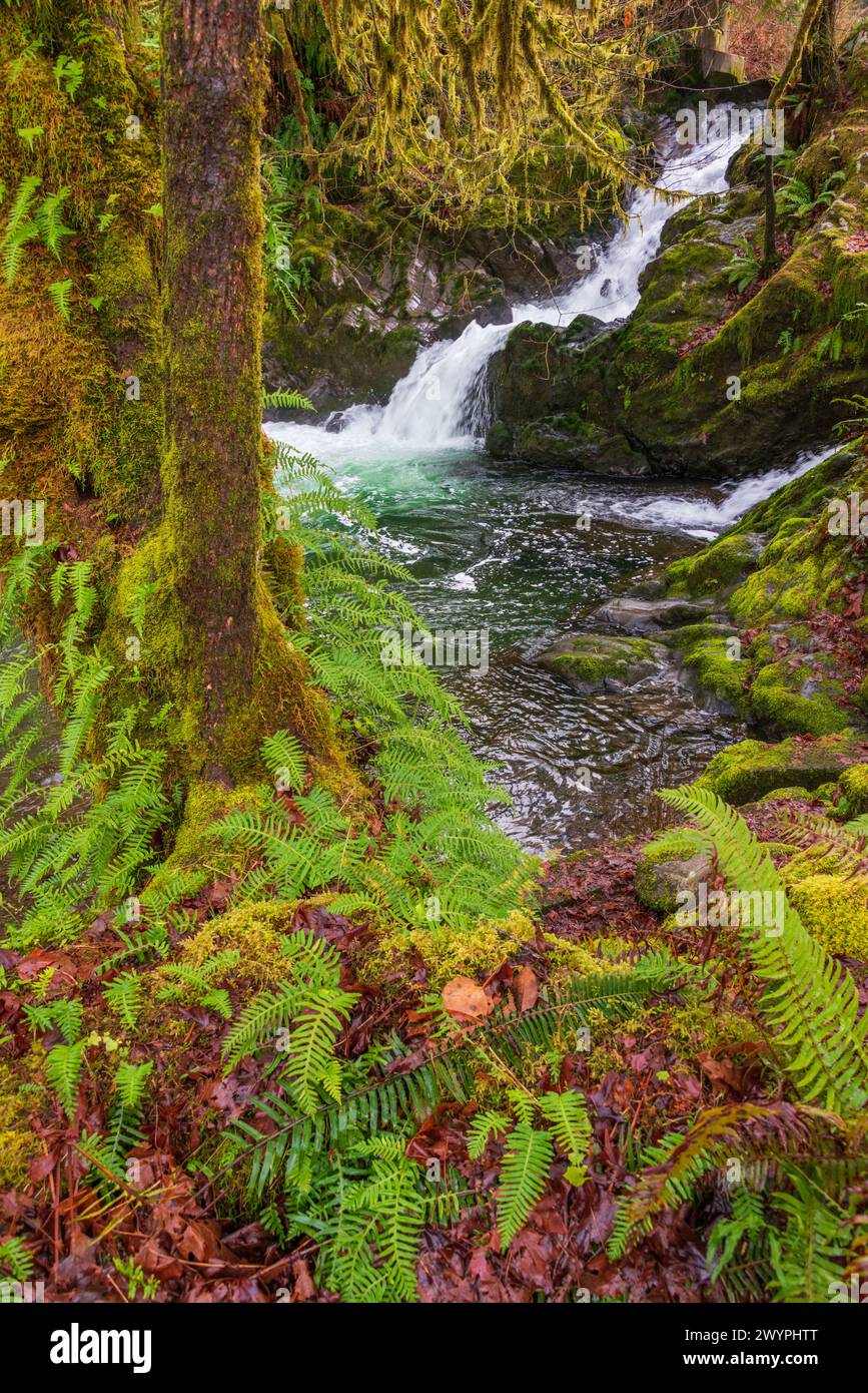 quinault-rainforest-washington-usa-hi-res-stock-photography-and-images