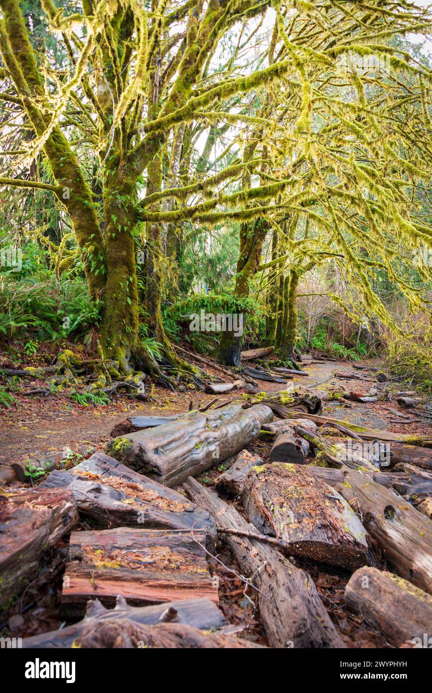quinault-rainforest-washington-usa-hi-res-stock-photography-and-images