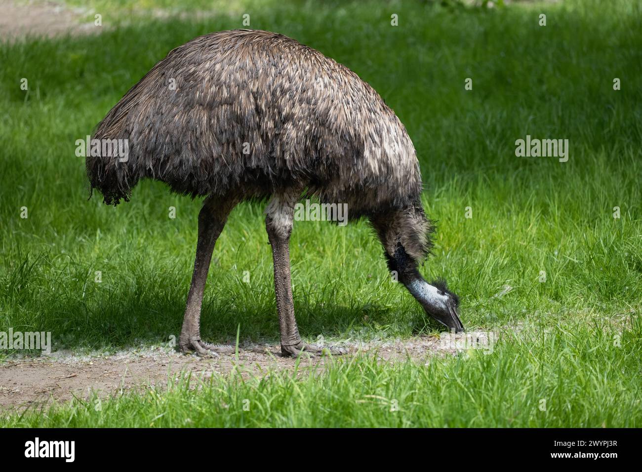 The emu (Dromaius novaehollandiae) bird grazing in the meadow, endemic animal in the family Casuariidae, native to Australia. Stock Photo