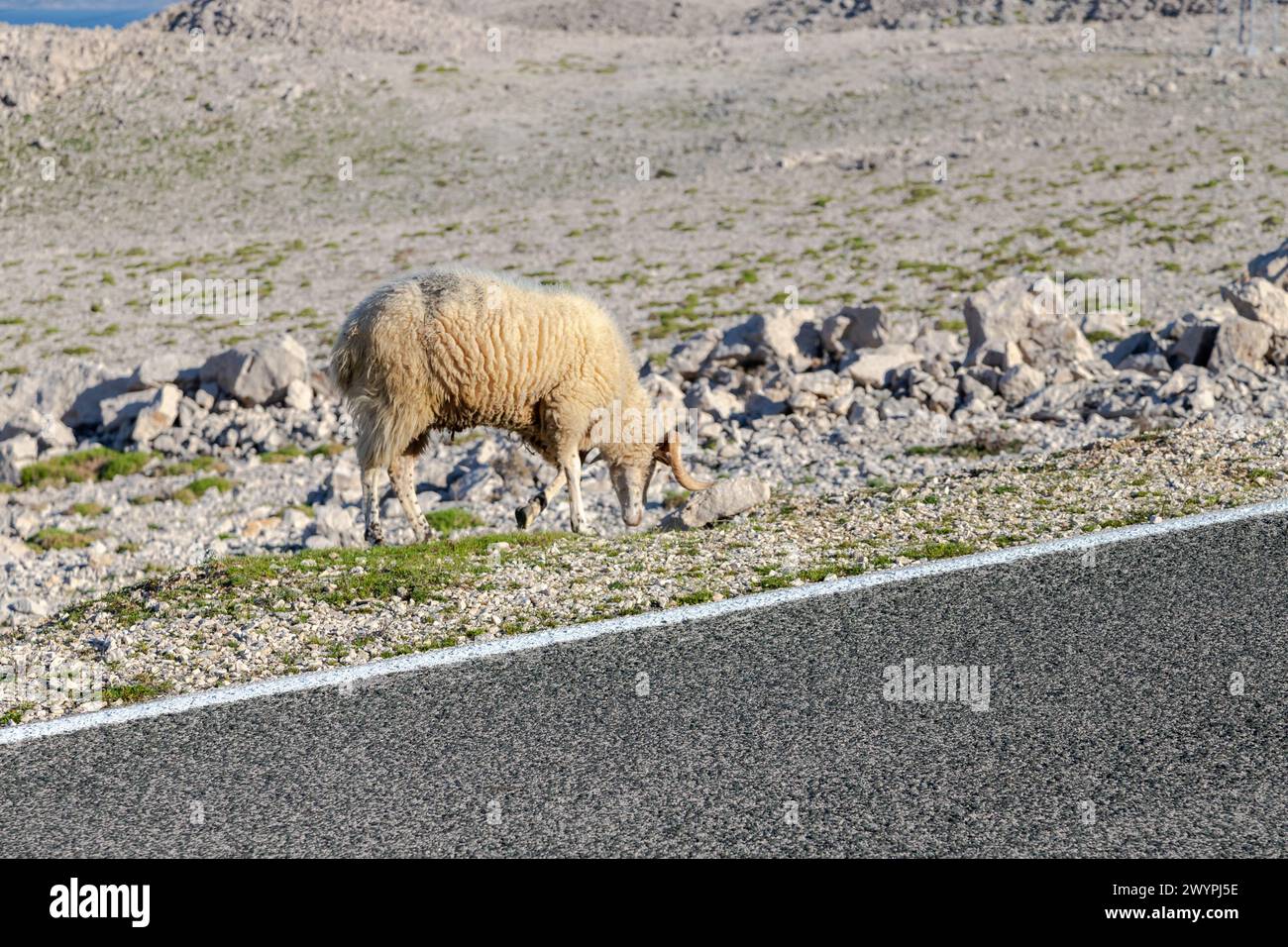 Ram Rsnch Rocks the ram on the rock Stock Photo - Alamy