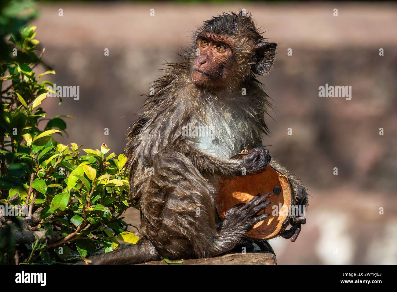 Wet Crab-eating macaque (Macaca fascicularis, Long-tailed macaque) holding coconut shell, monkey in the family Cercopithecidae, primate native to Sout Stock Photo