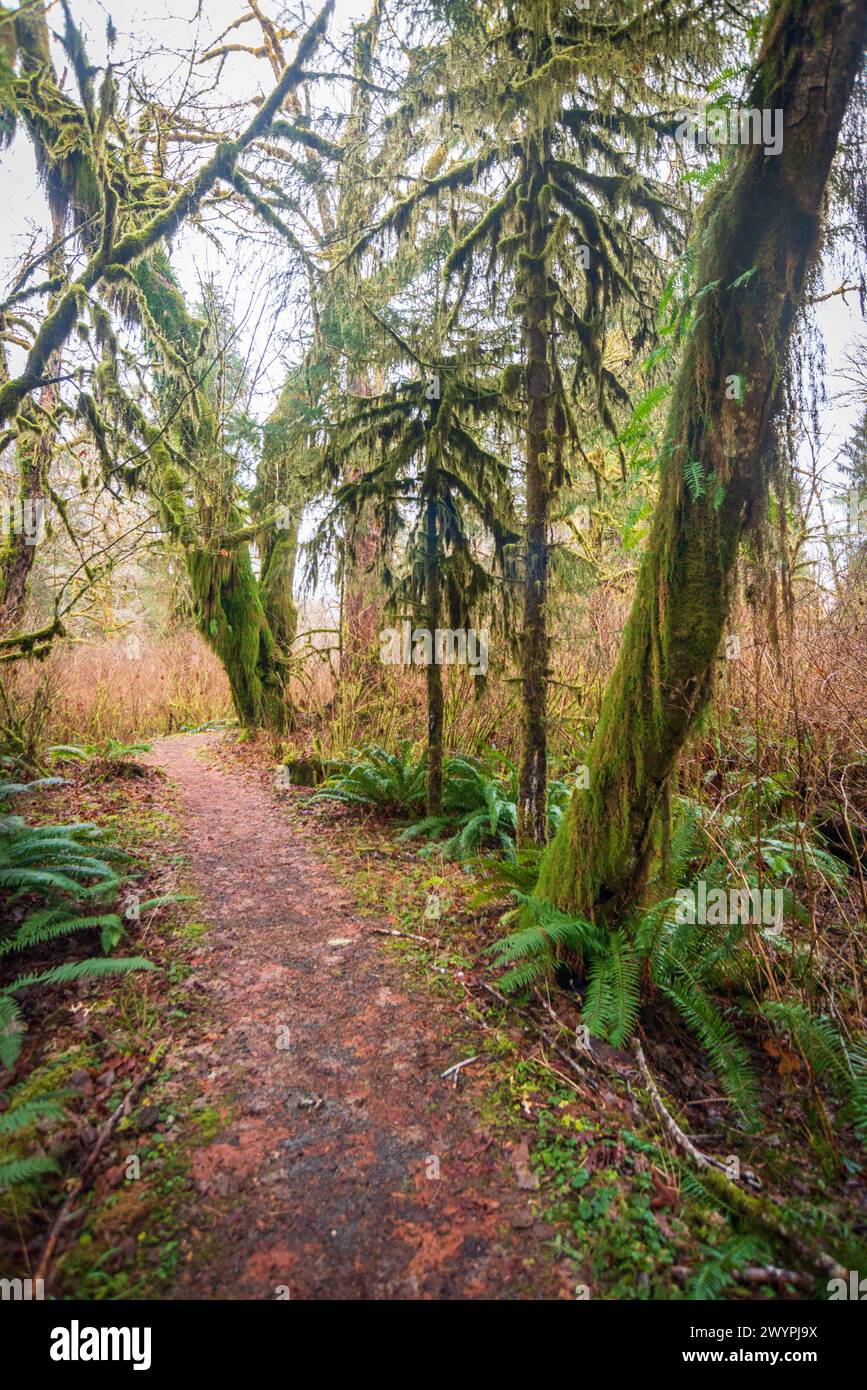 trail-through-the-quinault-rainforest-in-olympic-national-park