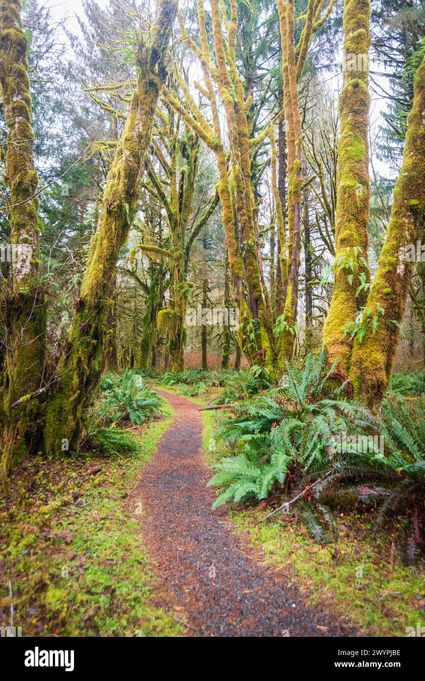 trail-through-the-quinault-rainforest-in-olympic-national-park