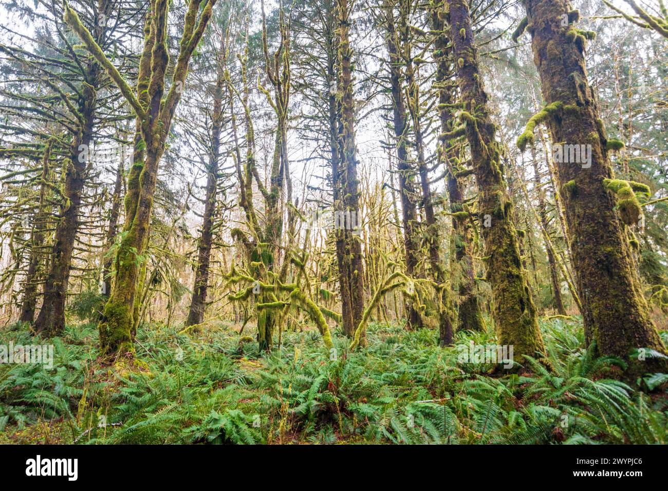 Trail Through The Quinault Rainforest In Olympic National Park trail-through-the-quinault-rainforest-in-olympic-national-park