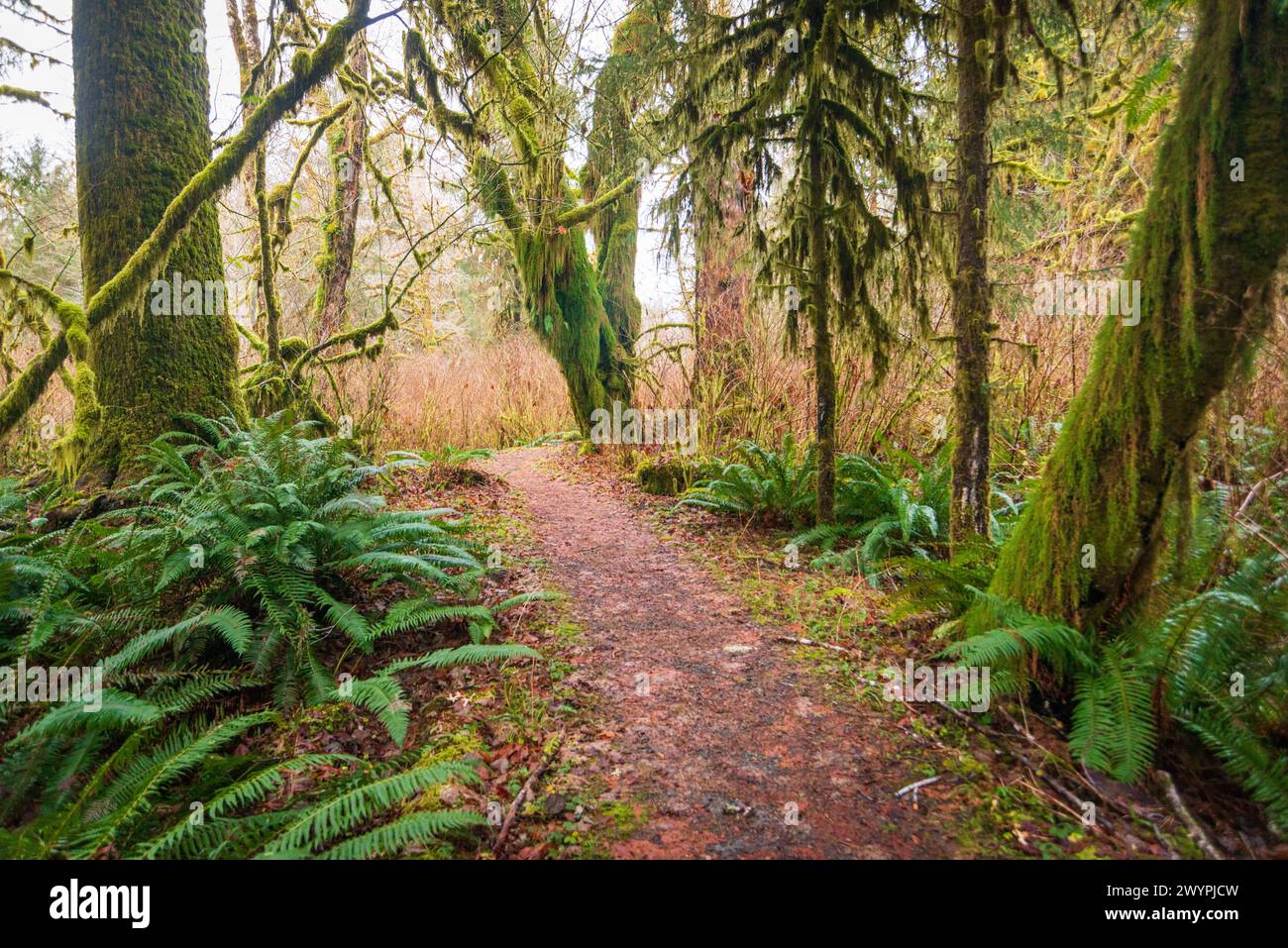 trail-through-the-quinault-rainforest-in-olympic-national-park