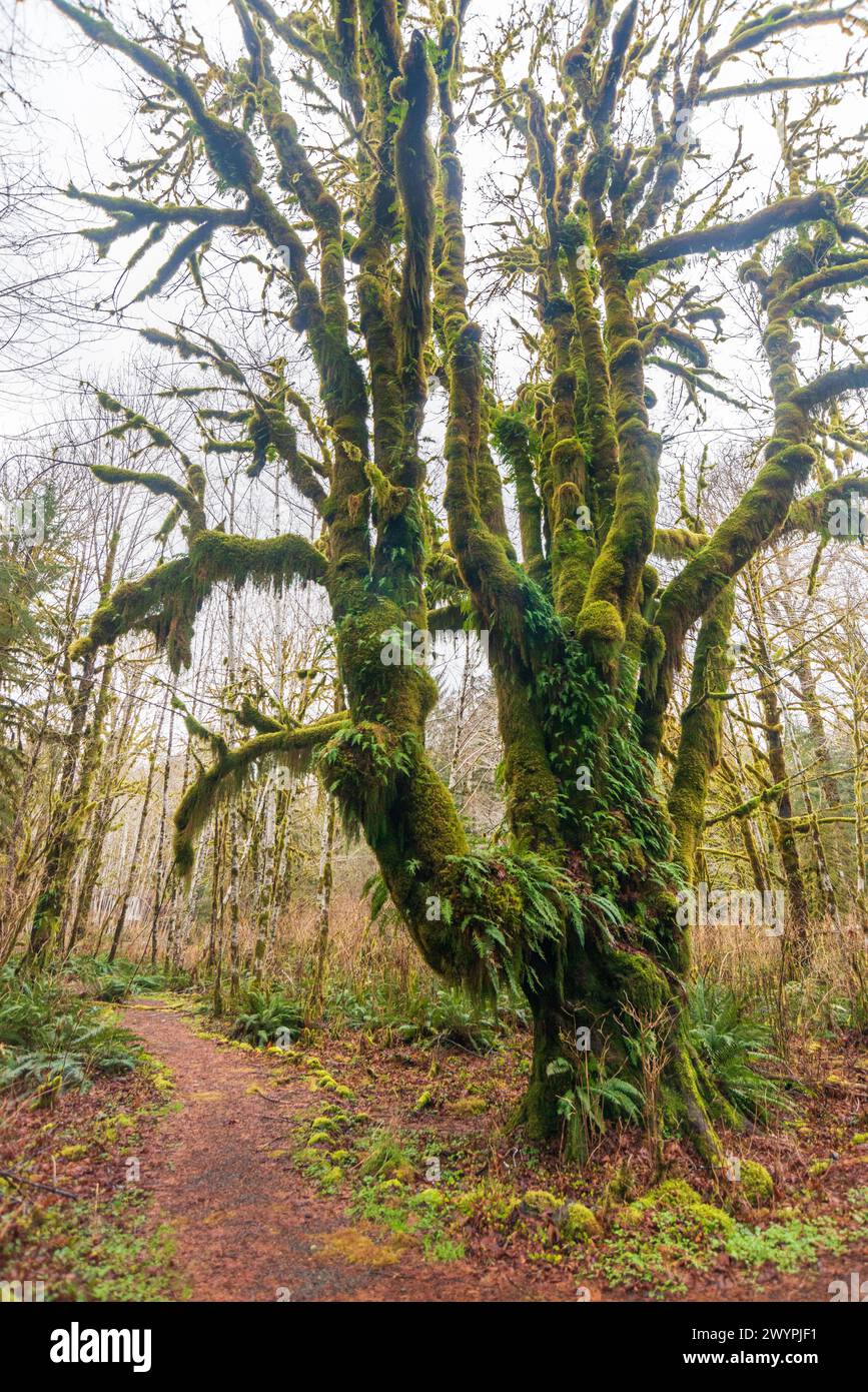 trail-through-the-quinault-rainforest-in-olympic-national-park