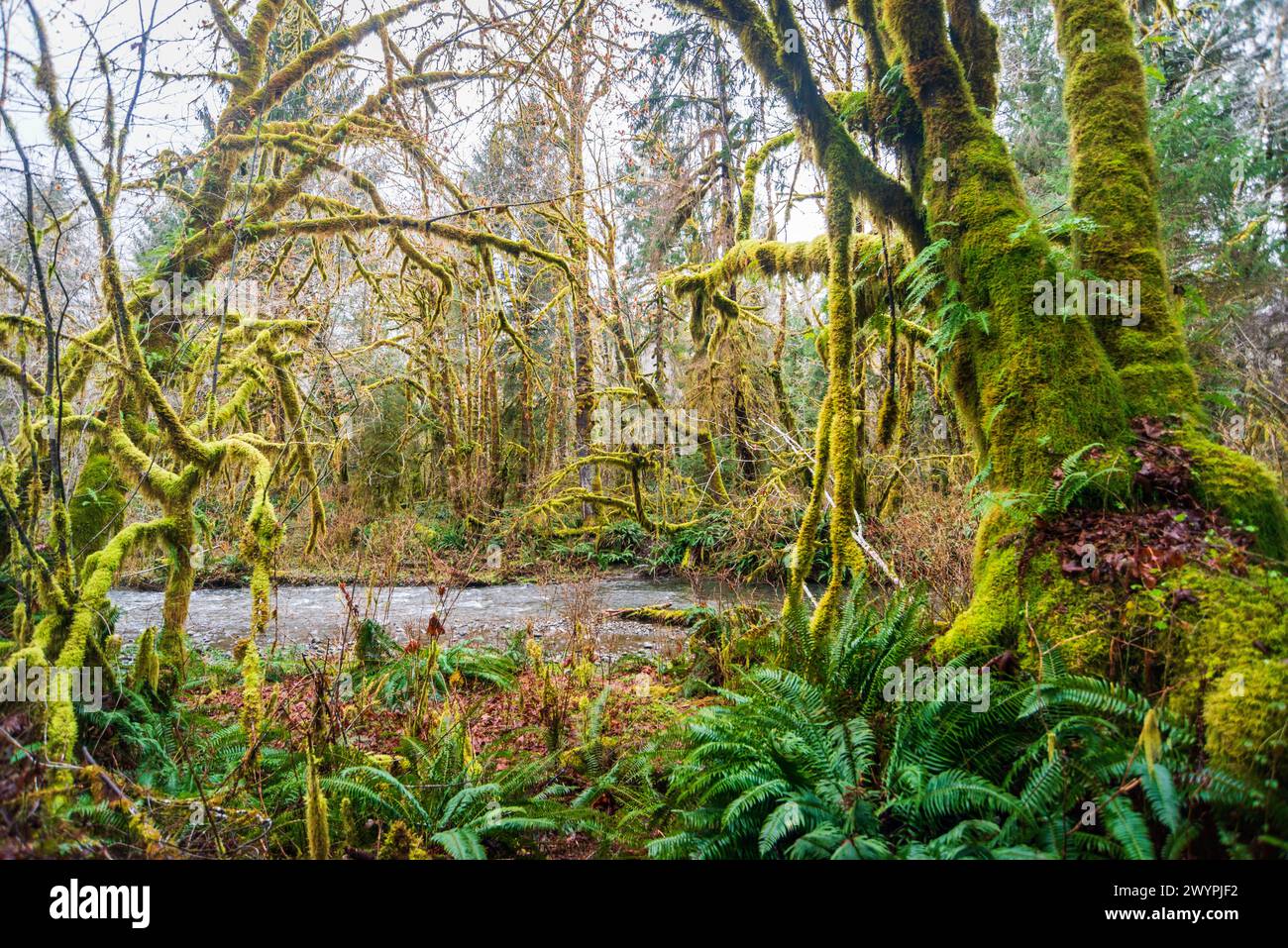 trail-through-the-quinault-rainforest-in-olympic-national-park
