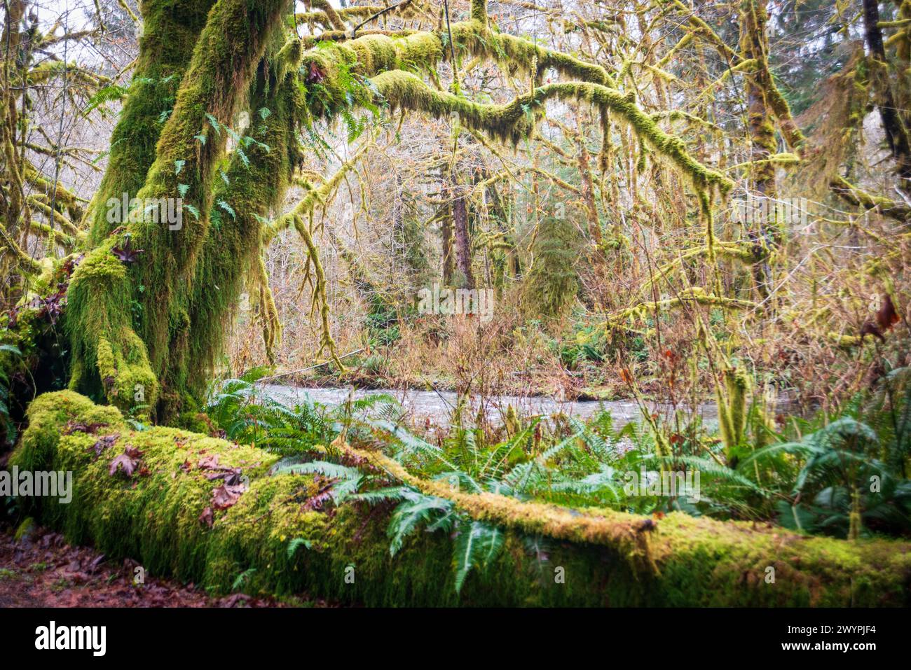 trail-through-the-quinault-rainforest-in-olympic-national-park