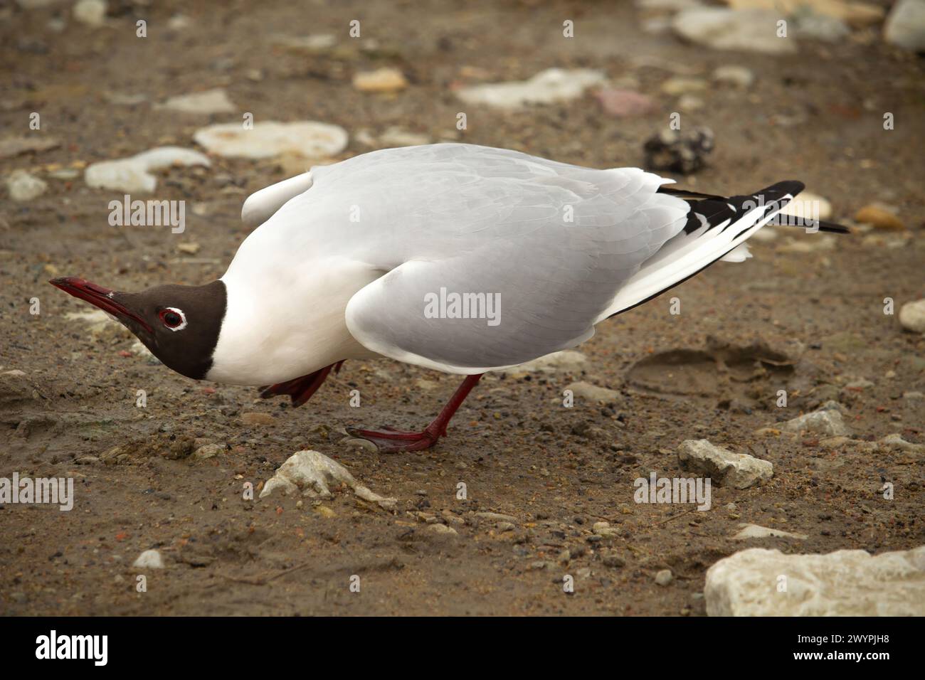 A black-headed gull -Chroicocephalus ridibundus. Poosing in front of a female Stock Photo