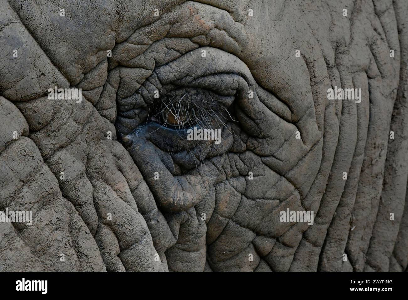Elephant eyelashes hi-res stock photography and images - Alamy