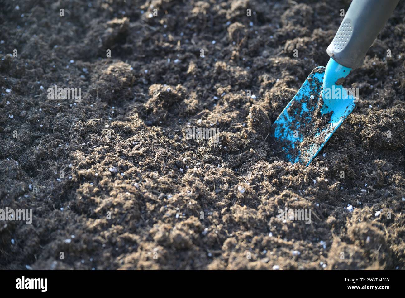 Small blue gardening shovel digging in dark brown soil, preparation for planting a flower or herb bed, copy space, selected focus, narrow depth of fie Stock Photo