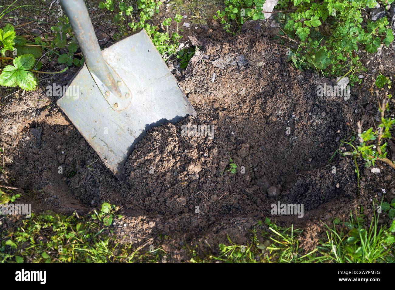 Digging a plant hole in the ground with a spade, brown sandy soil and some weeds around, gardening concept, copy space, copy space, selected focus, na Stock Photo