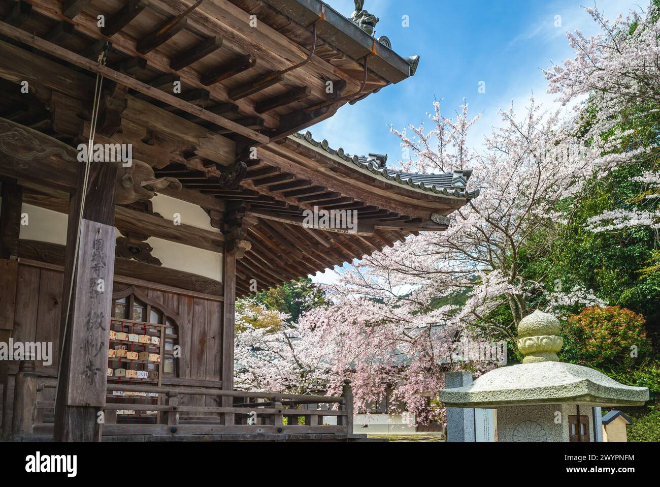 Onjoji temple, or Miidera, with cherry blossom at Mount Hiei in Otsu city in Shiga, Japan. Translation: Bimyoji in Onjoji Stock Photo