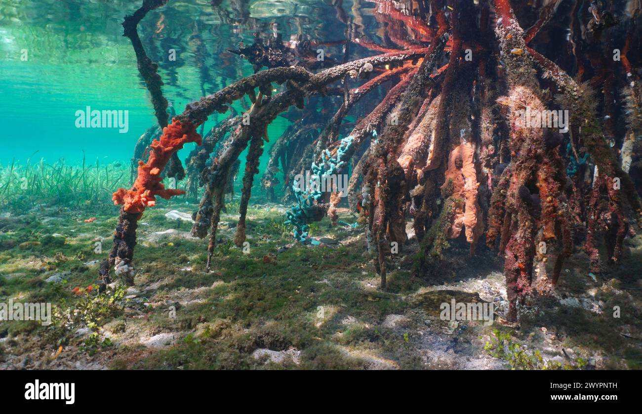 Roots of mangrove tree underwater in the sea, natural scene, Caribbean sea, Panama, Central America Stock Photo