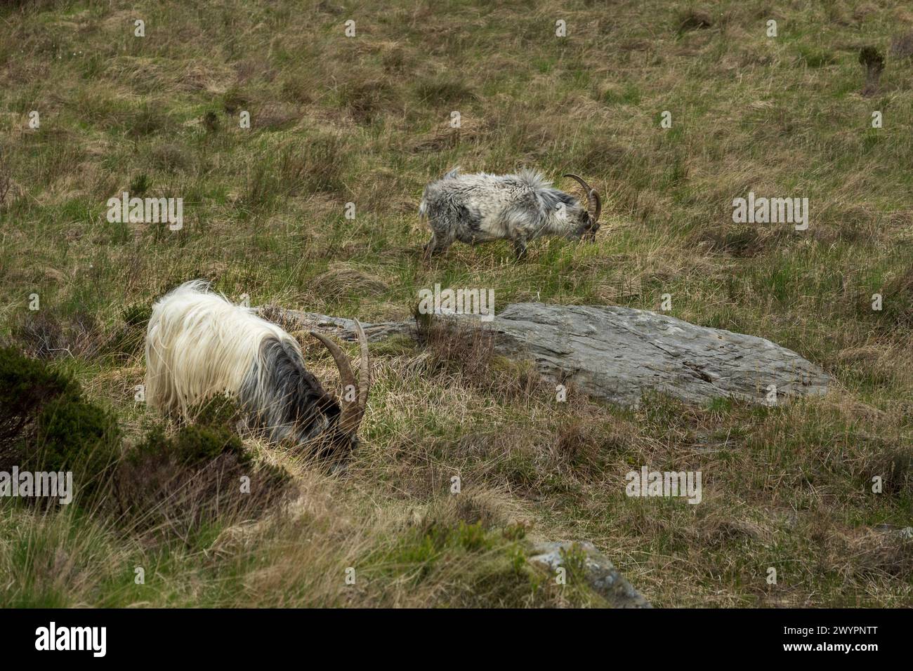 Mountain goats, on the slopes of Snowdonia, north Wales. The goat has large, curved horns Stock Photo