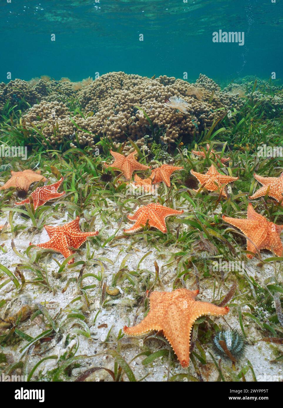 Several sea stars Oreaster reticulatus underwater in the Caribbean sea, natural scene, Central America, Panama, Bocas del Toro Stock Photo
