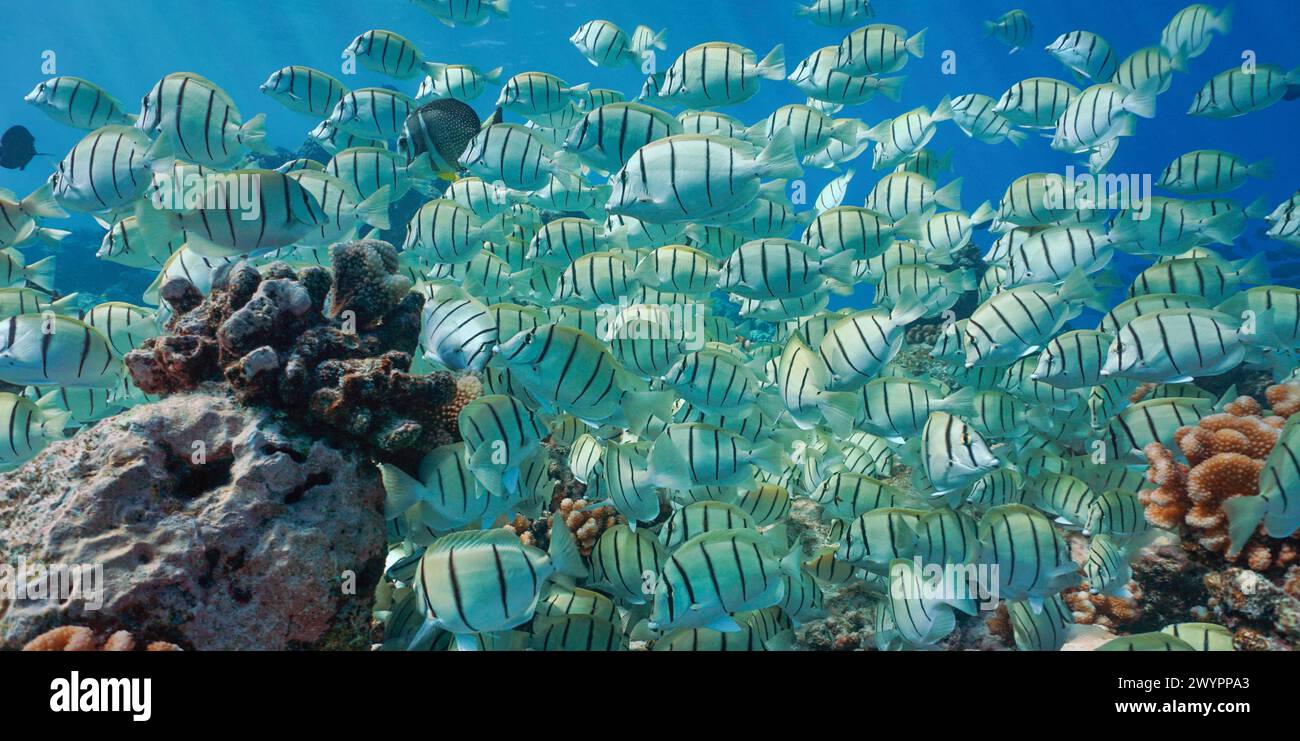 Shoal of fish convict surgeonfish on a reef underwater in the Pacific ...