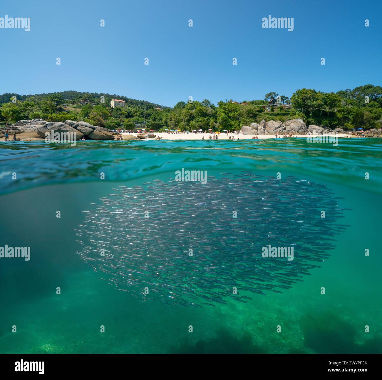 Spain beach coastline in summer with anchovies fish underwater in the Atlantic ocean, split view over and under water surface, natural scene, Galicia Stock Photo