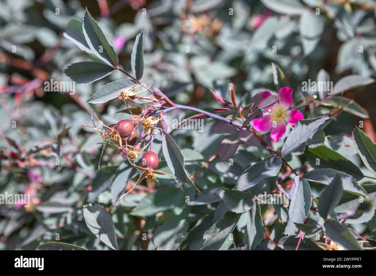 Rosa glauca / Rosa glauca Pourr. in flower with rose hips developing Stock Photo