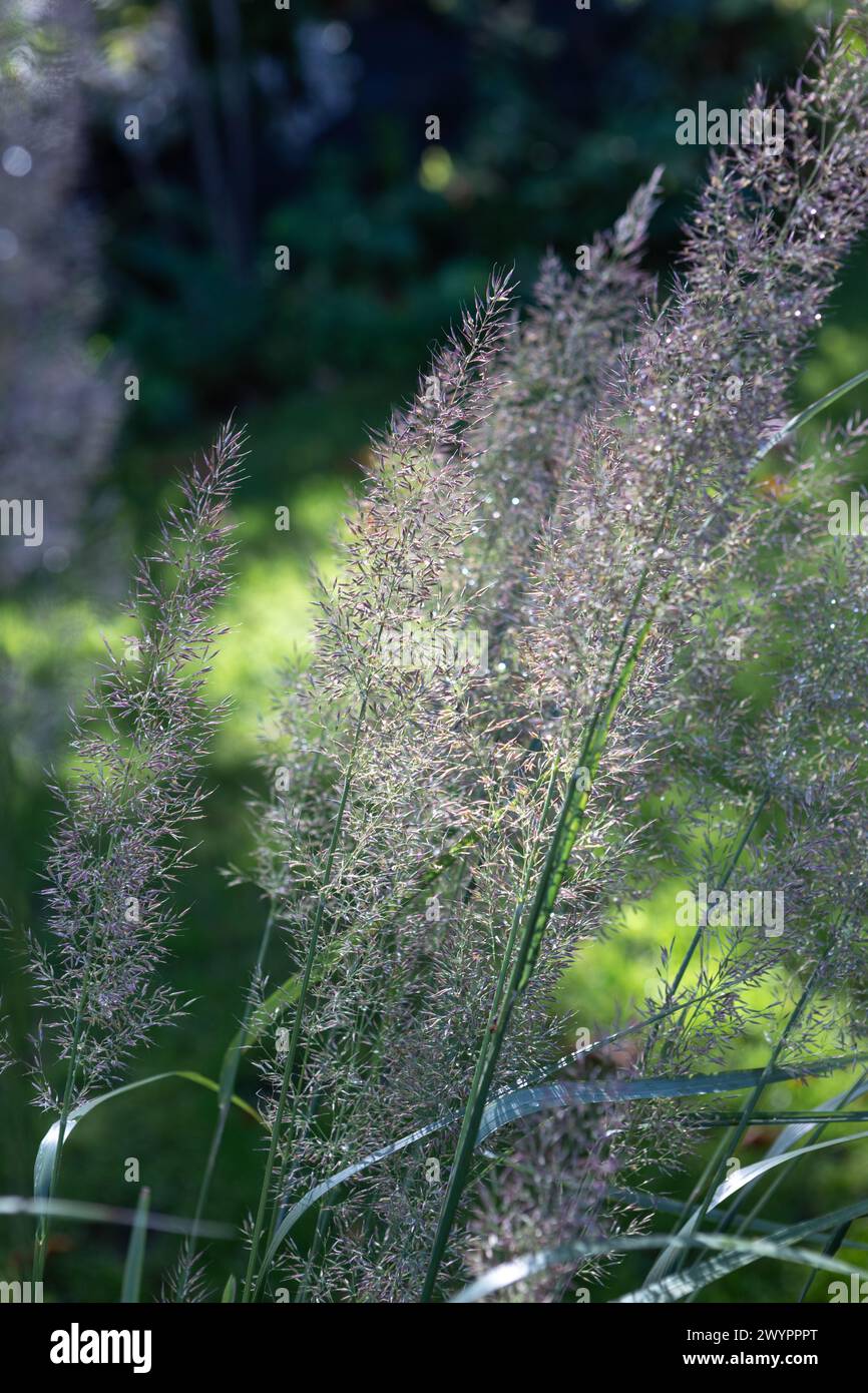 Calamagrostis brachytricha (Korean feather reed grass) flowers / flower stems / flowerheads Stock Photo