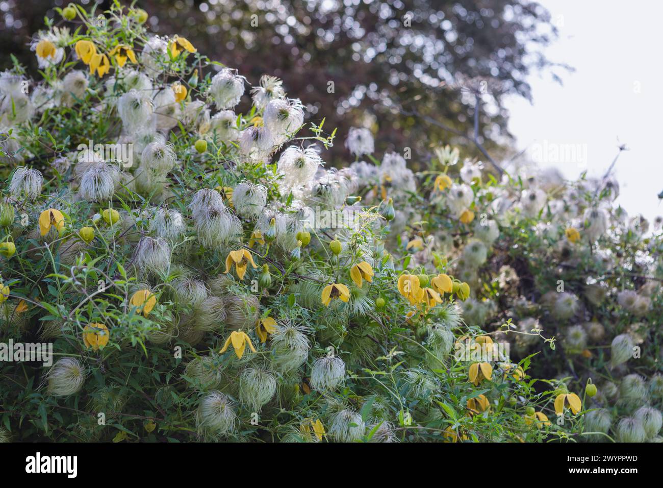 Clematis tangutica / Clematis orientalis var. tangutica / golden clematis with flowers and seedheads, climber Stock Photo
