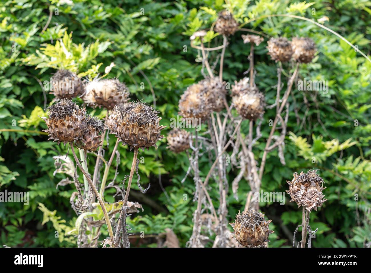 Cynara cardunculus / globe artichoke seedheads / dead flowerheads held on for autumn / winter interest Stock Photo