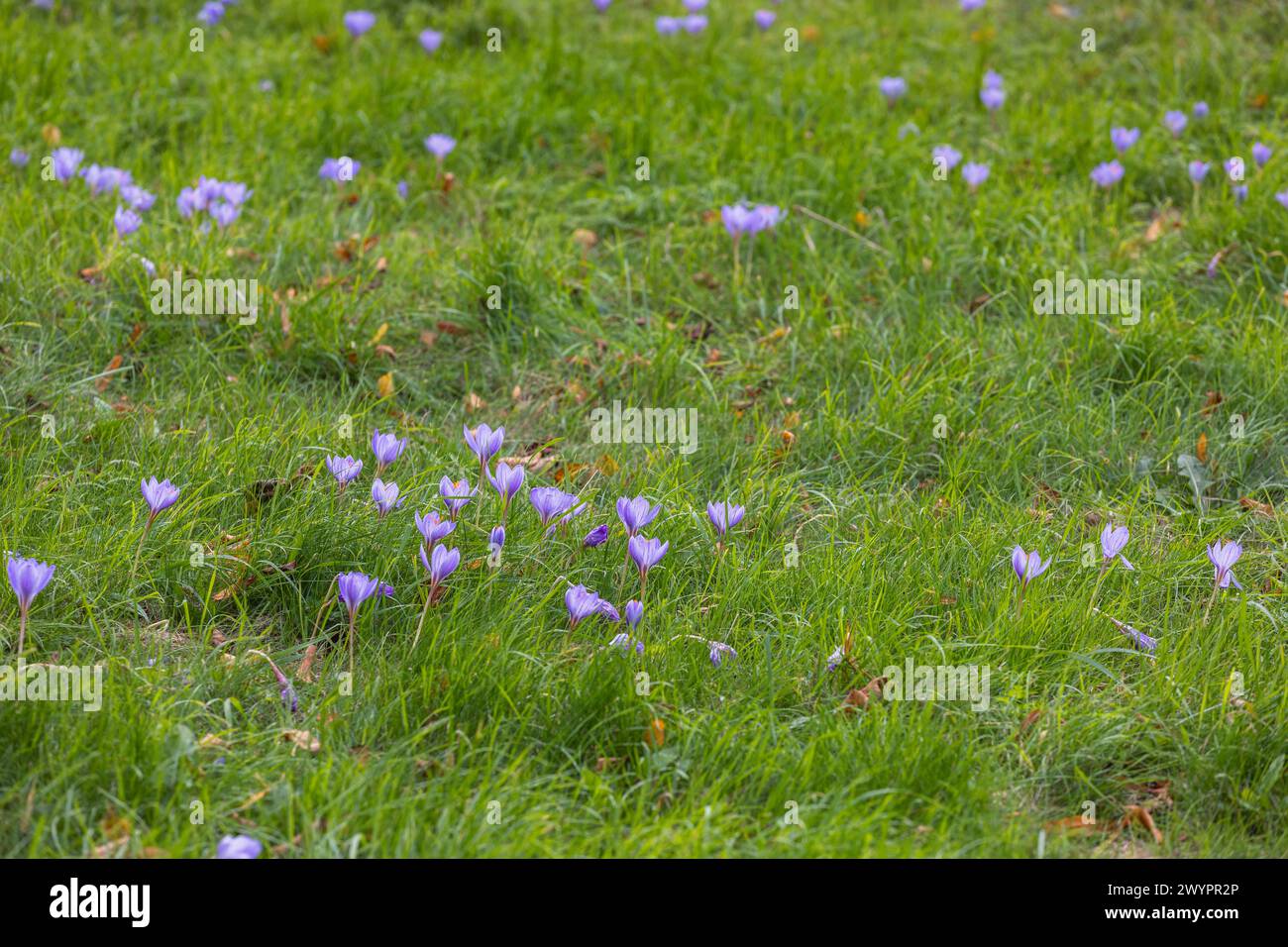 Naturalised Crocus / crocuses flowering in grass / lawn, autumn / fall Stock Photo